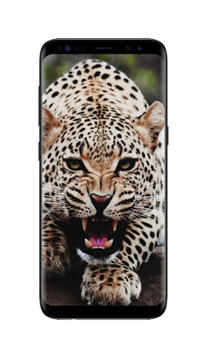 Run android online APK Leopard Live Wallpaper from MyAndroid or emulate Leopard Live Wallpaper using MyAndroid Run android online APK Leopard Live Wallpaper from MyAndroid or emulate Leopard Live Wallpaper using MyAndroid