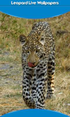 Emulate Android APK Leopard Live Wallpapers Emulate Android APK Leopard Live Wallpapers