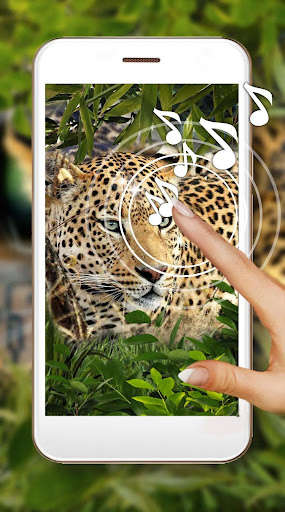 Run android online APK Leopard Sounds Live Wallpaper from MyAndroid or emulate Leopard Sounds Live Wallpaper using MyAndroid Run android online APK Leopard Sounds Live Wallpaper from MyAndroid or emulate Leopard Sounds Live Wallpaper using MyAndroid