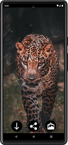 Run android online APK Leopard Wallpapers from MyAndroid or emulate Leopard Wallpapers using MyAndroid
