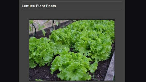 Run android online APK lettuce cultivation from MyAndroid or emulate lettuce cultivation using MyAndroid Run android online APK lettuce cultivation from MyAndroid or emulate lettuce cultivation using MyAndroid