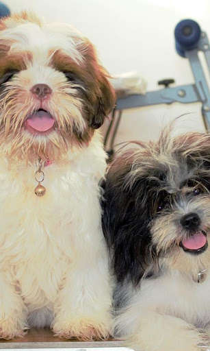 Emulate Android APK Lhasa Apso Wallpaper Emulate Android APK Lhasa Apso Wallpaper