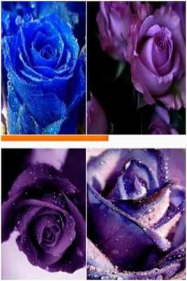 Emulate Android APK Lilac Roses Emulate Android APK Lilac Roses