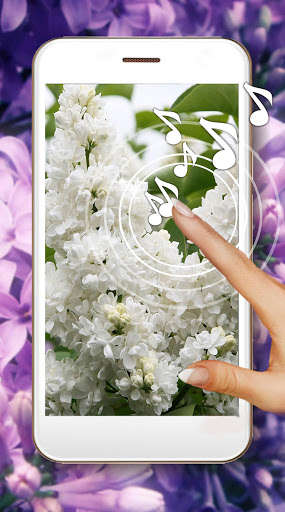 Run android online APK Lilac Season Live Wallpaper from MyAndroid or emulate Lilac Season Live Wallpaper using MyAndroid