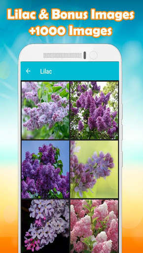 Run android online APK Lilac Wallpaper from MyAndroid or emulate Lilac Wallpaper using MyAndroid Run android online APK Lilac Wallpaper from MyAndroid or emulate Lilac Wallpaper using MyAndroid