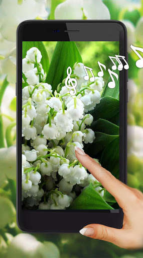Run android online APK Lilies Valley Flowers from MyAndroid or emulate Lilies Valley Flowers using MyAndroid
