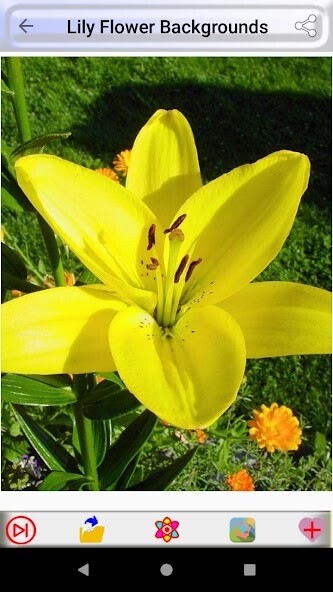 Run android online APK Lily Flower Backgrounds from MyAndroid or emulate Lily Flower Backgrounds using MyAndroid