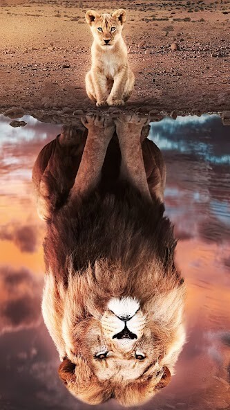 Run android online APK Lion king wallpaper from MyAndroid or emulate Lion king wallpaper using MyAndroid