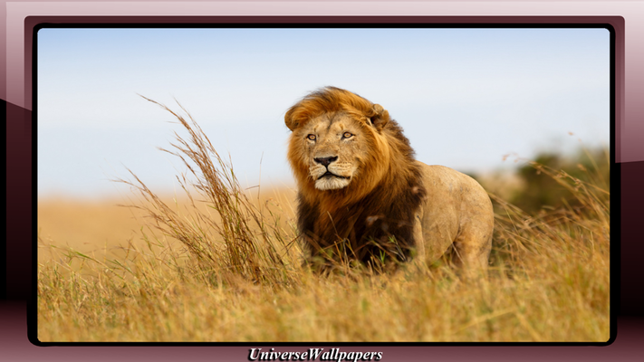 Emulate Android APK Lion Pack 2 Wallpaper Emulate Android APK Lion Pack 2 Wallpaper