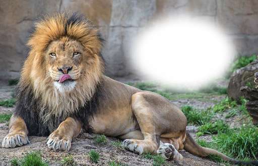 Emulate Android APK Lion Photo Frames Emulate Android APK Lion Photo Frames