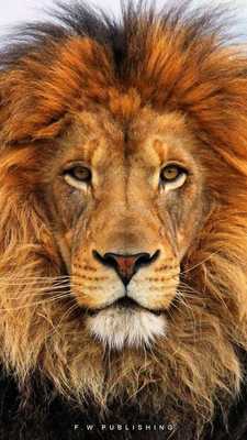 Emulate Android APK Lion Puzzles Lite