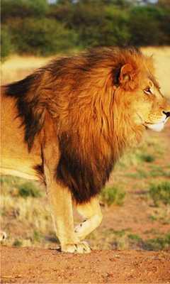 Emulate Android APK Lions Savannah