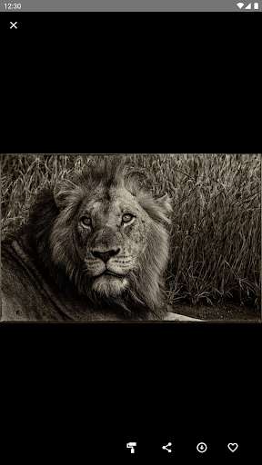 Emulate Android APK Lions Wallpaper