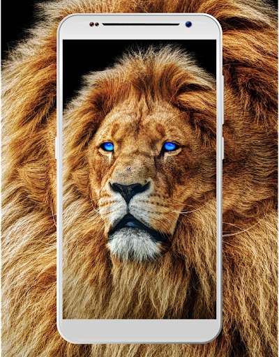 Run android online APK lions wallpapers HD and 4K free from MyAndroid or emulate lions wallpapers HD and 4K free using MyAndroid