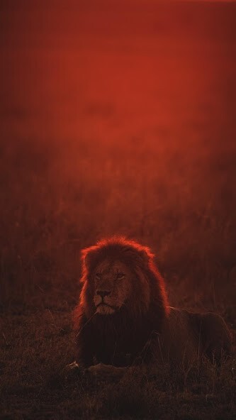 Run android online APK Lions Wallpapers from MyAndroid or emulate Lions Wallpapers using MyAndroid
