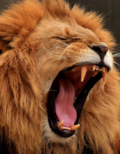 Run android online APK Lion To Study from MyAndroid or emulate Lion To Study using MyAndroid Run android online APK Lion To Study from MyAndroid or emulate Lion To Study using MyAndroid