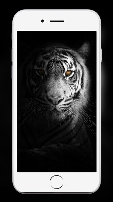 Emulate iPhone app Lion Wallpaper and backgrounds using MyAndroid Emulate iPhone app Lion Wallpaper and backgrounds using MyAndroid
