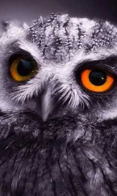 Emulate Android APK little owl wallpaper Emulate Android APK little owl wallpaper