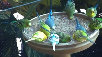 Emulate iPhone app Live Bird Watching using MyAndroid Emulate iPhone app Live Bird Watching using MyAndroid