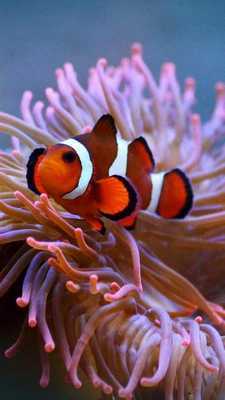 Emulate Android APK live clown fish wallpaper Emulate Android APK live clown fish wallpaper