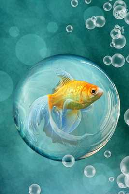 Emulate Android APK Live Fish Wallpaper