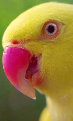 Emulate Android APK live parrot wallpaper Emulate Android APK live parrot wallpaper