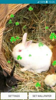 Emulate Android APK Live Wallpapers - Cute Bunny Emulate Android APK Live Wallpapers - Cute Bunny