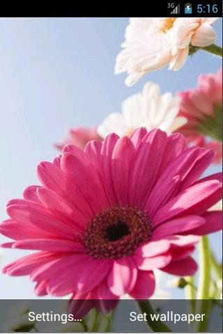 Run android online APK Live Wallpaper-Sliding Flowers from MyAndroid or emulate Live Wallpaper-Sliding Flowers using MyAndroid