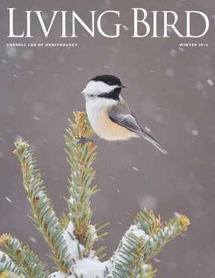 Emulate Android APK Living Bird Emulate Android APK Living Bird