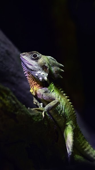 Run android online APK Lizard wallpapers from MyAndroid or emulate Lizard wallpapers using MyAndroid Run android online APK Lizard wallpapers from MyAndroid or emulate Lizard wallpapers using MyAndroid