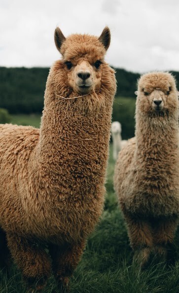 Run android online APK Llama Sounds from MyAndroid or emulate Llama Sounds using MyAndroid
