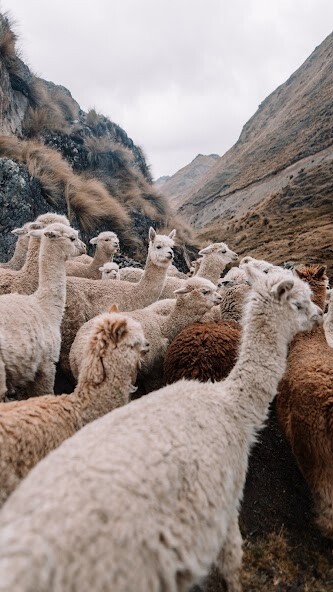 Run android online APK Llama Wallpapers from MyAndroid or emulate Llama Wallpapers using MyAndroid Run android online APK Llama Wallpapers from MyAndroid or emulate Llama Wallpapers using MyAndroid