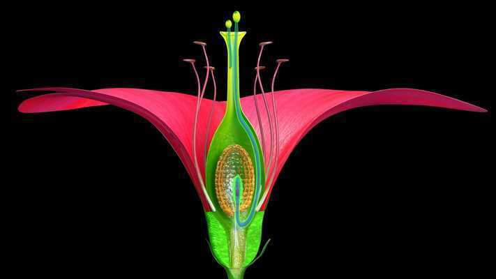 Emulate Android APK Longitudinal Section of Flower Emulate Android APK Longitudinal Section of Flower