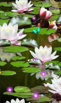 Emulate Android APK Lotos Lily Water Live wallpaper Emulate Android APK Lotos Lily Water Live wallpaper