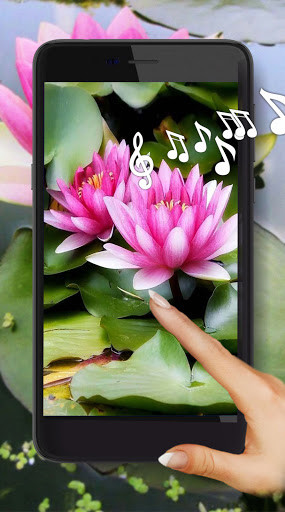 Run android online APK Lotus HD Live Wallpaper from MyAndroid or emulate Lotus HD Live Wallpaper using MyAndroid