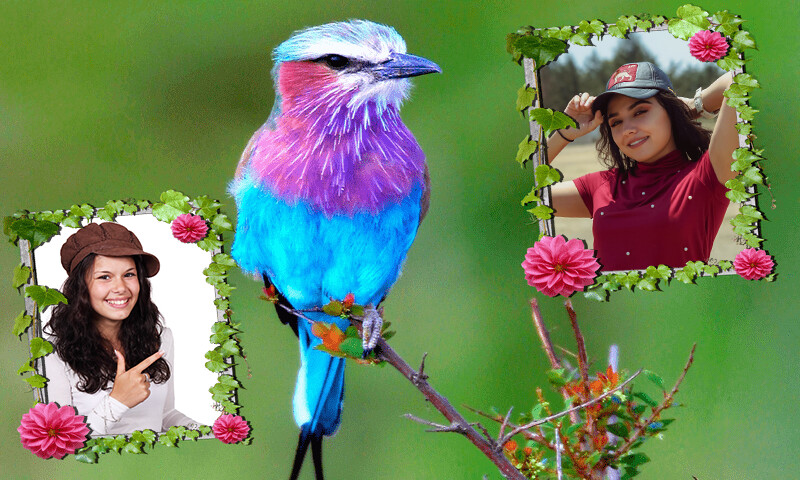 Run android online APK Love Birds Dual Photo Frame from MyAndroid or emulate Love Birds Dual Photo Frame using MyAndroid