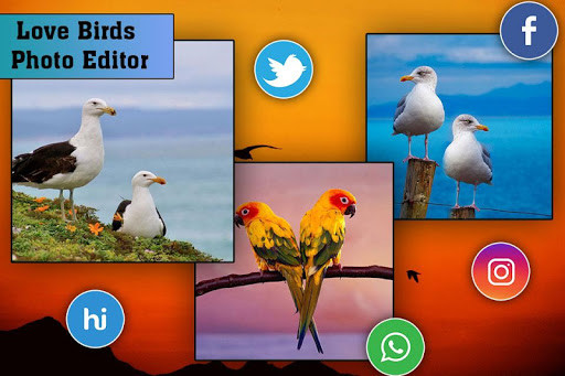 Run android online APK Love Birds Photo Editor from MyAndroid or emulate Love Birds Photo Editor using MyAndroid Run android online APK Love Birds Photo Editor from MyAndroid or emulate Love Birds Photo Editor using MyAndroid