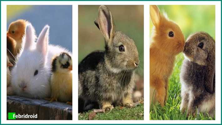 Emulate Android APK Lovely Rabbit Wallpaper Emulate Android APK Lovely Rabbit Wallpaper