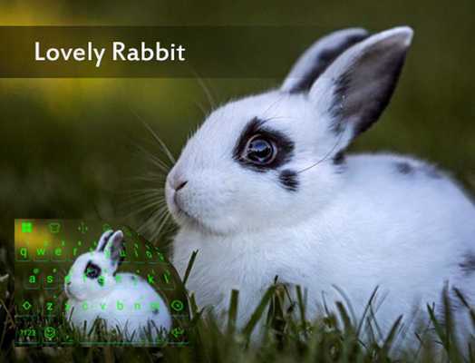 Emulate Android APK Lovely Rabit In Green Theme Emulate Android APK Lovely Rabit In Green Theme