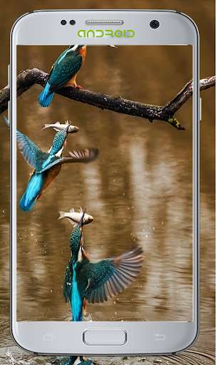 Run android online APK Lovly Bird Wallpapers from MyAndroid or emulate Lovly Bird Wallpapers using MyAndroid
