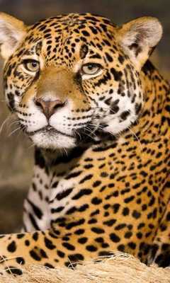 Emulate Android APK lwp leopard Emulate Android APK lwp leopard