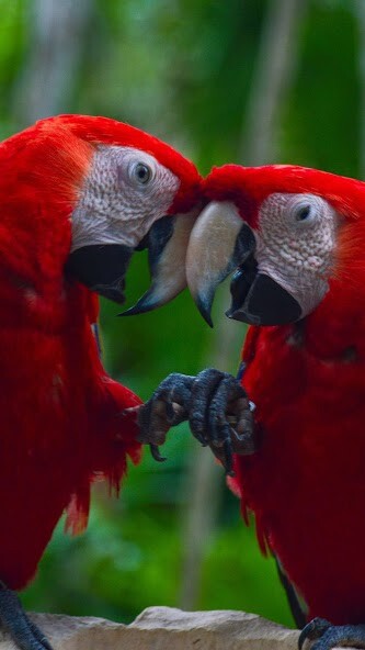 Run android online APK Macaw Wallpaper from MyAndroid or emulate Macaw Wallpaper using MyAndroid Run android online APK Macaw Wallpaper from MyAndroid or emulate Macaw Wallpaper using MyAndroid