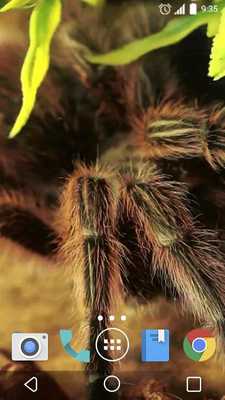 Emulate Android APK Macro Spider Live Wallpaper