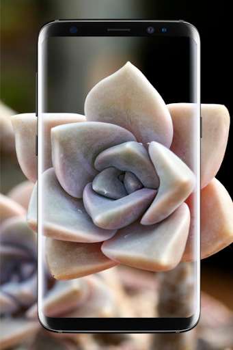 Run android online APK Macro Wallpapers HD from MyAndroid or emulate Macro Wallpapers HD using MyAndroid