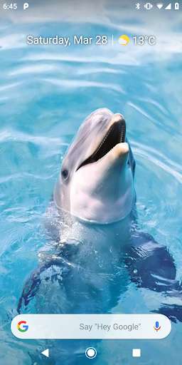 Run android online APK Magic Touch: Dolphins from MyAndroid or emulate Magic Touch: Dolphins using MyAndroid