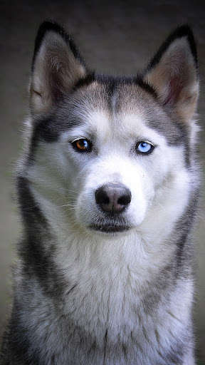 Emulate Android APK Magic Touch: Husky Live Wallpaper Emulate Android APK Magic Touch: Husky Live Wallpaper