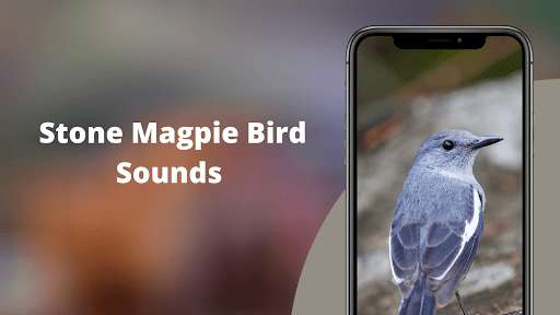 Run android online APK Magpie Sounds - Hunting calls from MyAndroid or emulate Magpie Sounds - Hunting calls using MyAndroid
