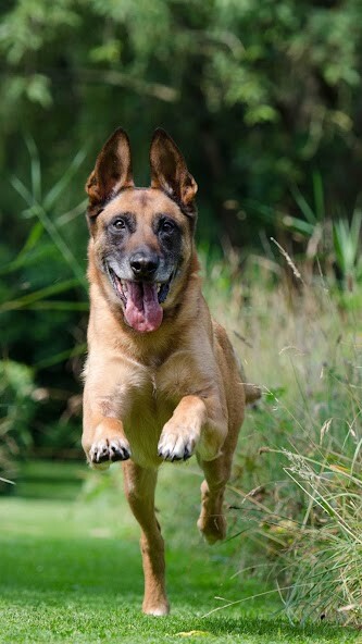 Run android online APK Malinois Wallpaper from MyAndroid or emulate Malinois Wallpaper using MyAndroid Run android online APK Malinois Wallpaper from MyAndroid or emulate Malinois Wallpaper using MyAndroid