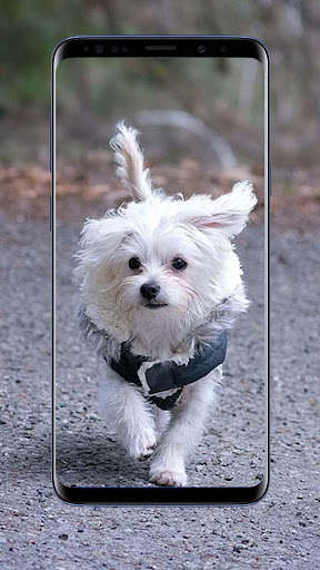 Run android online APK Maltese Dog Wallpapers from MyAndroid or emulate Maltese Dog Wallpapers using MyAndroid Run android online APK Maltese Dog Wallpapers from MyAndroid or emulate Maltese Dog Wallpapers using MyAndroid