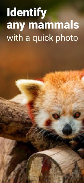 Run android online APK Mammal Identifier: Animal Snap from MyAndroid or emulate Mammal Identifier: Animal Snap using MyAndroid Run android online APK Mammal Identifier: Animal Snap from MyAndroid or emulate Mammal Identifier: Animal Snap using MyAndroid